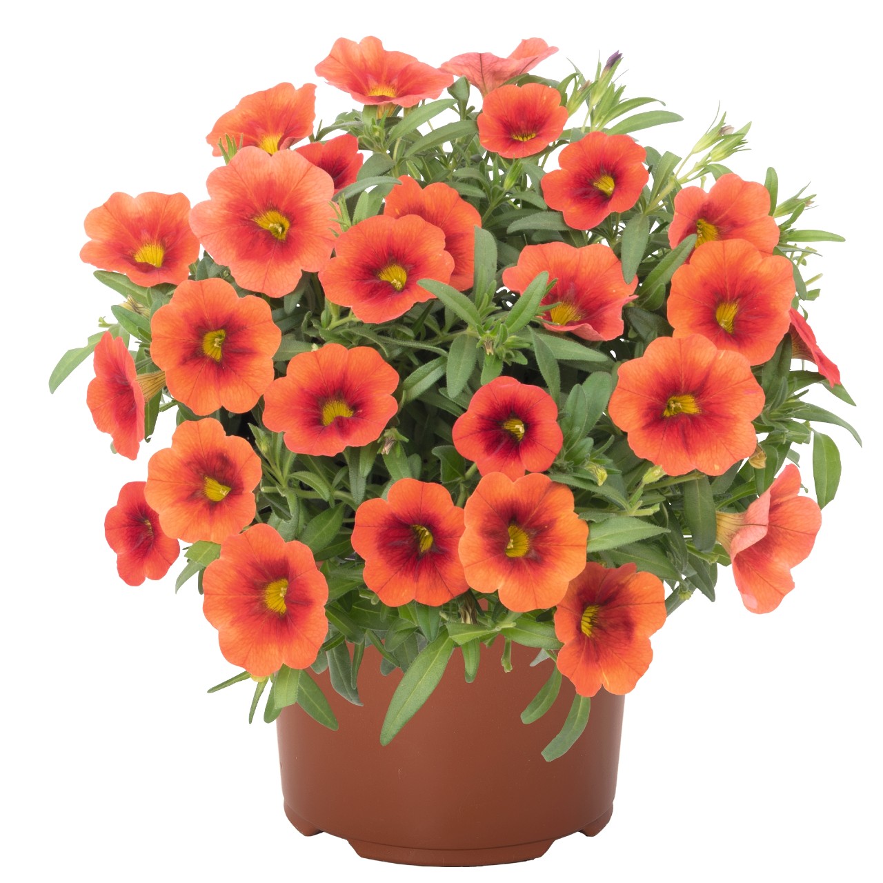 Aloha Kona Orange Zest - Products - Dümmen Orange