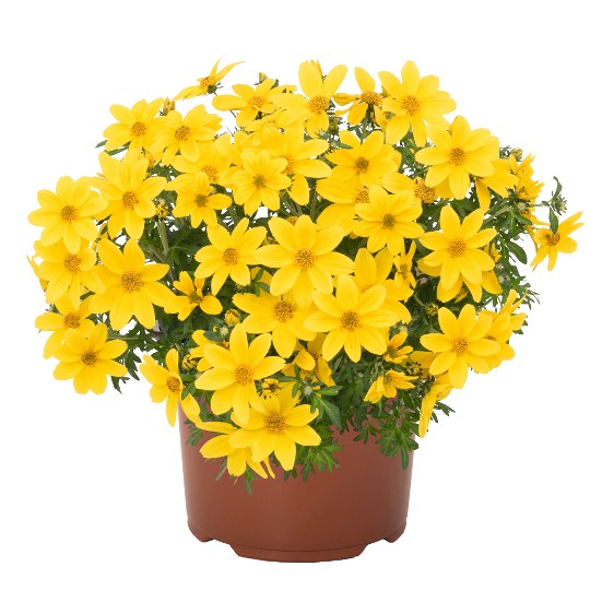Bidy® Boom Yellow Big