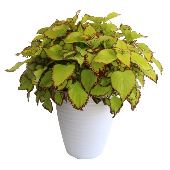 Stained Glassworks® Velvet