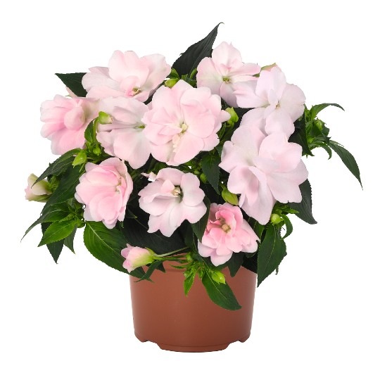 Wild Romance Blush Pink