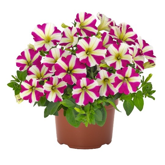 Potunia® Piccola® Magenta Star