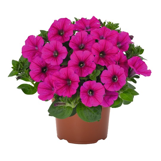 Durabloom® Hot Pink