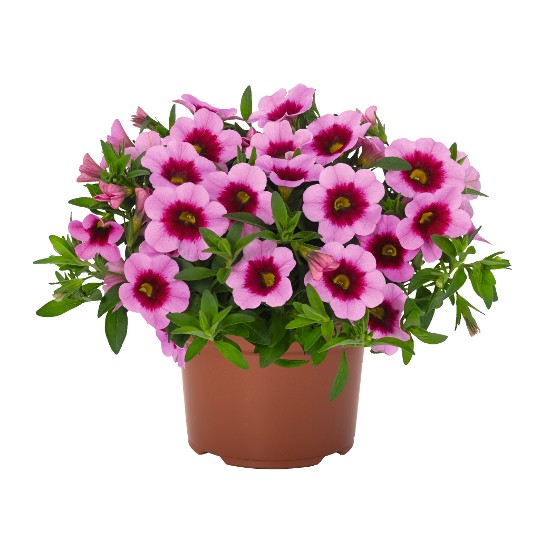 Aloha Kona Hula Pink