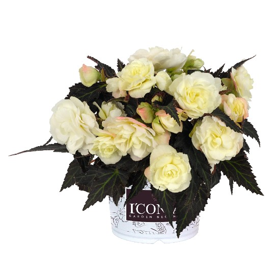 I'CONIA® Bacio White