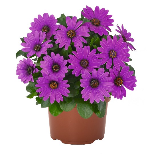 Margarita Dark Lilac