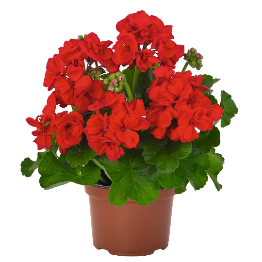 Survivor Idols® Bright Red