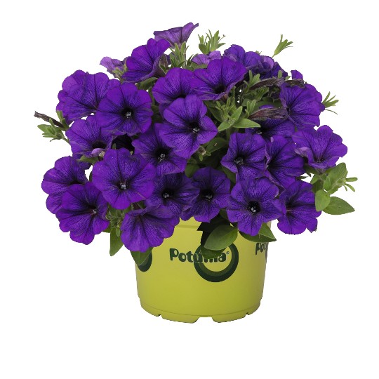Potunia® Piccola Cobalt Blue