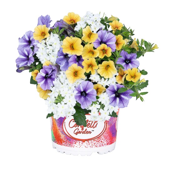 Confetti Garden® Starfish