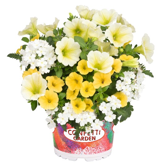 Confetti Garden® Sunshine