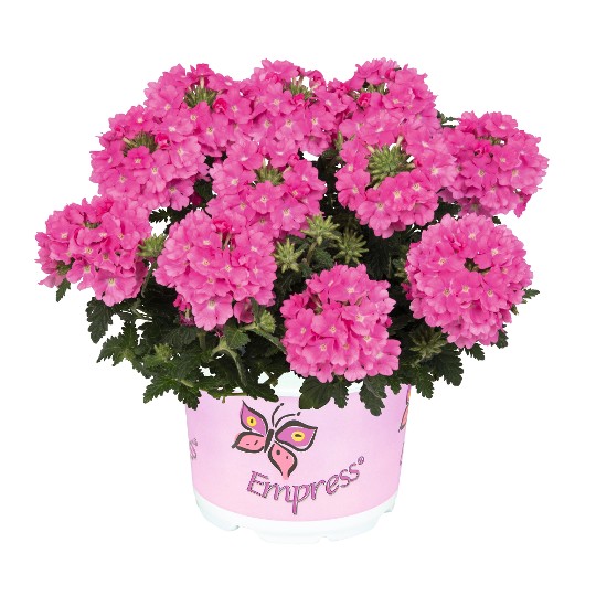 Empress® Flair Pink