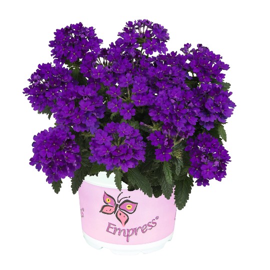 Empress® Flair Cobalt Blue