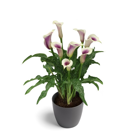 Picasso