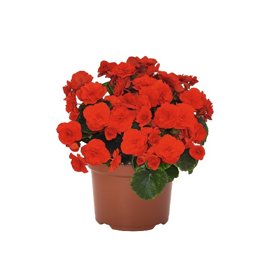 Rhine Valentine Red