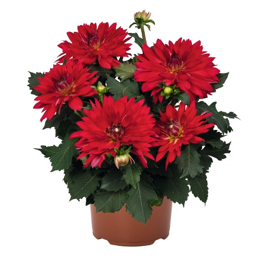 XXL Ruby Red