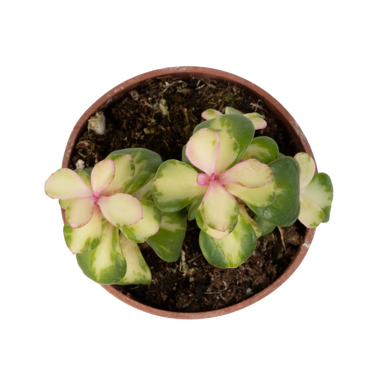 Portulacaria afra mediopicta - Products - Dmmen Orange