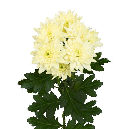 Pina Colada® Cream