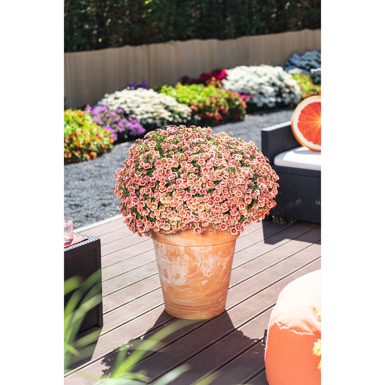 Aloha Double Apricot - Products - Dümmen Orange