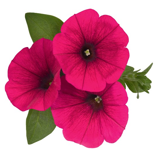 Sweetunia Hot Pink