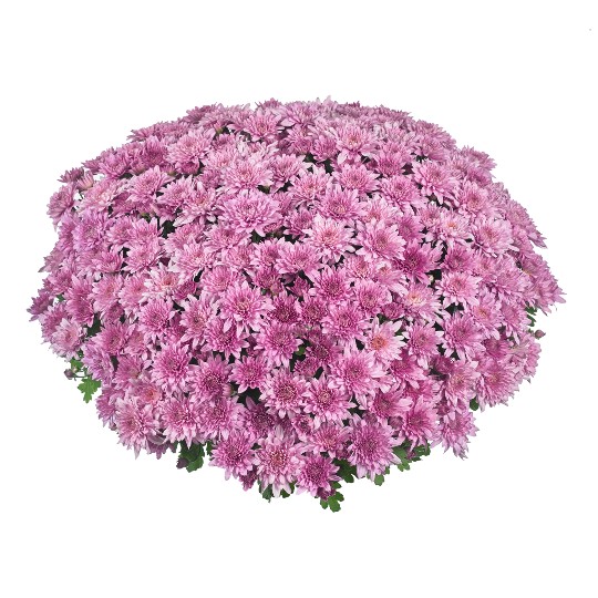 Homerun Pink