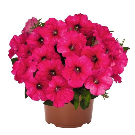 DuraBloom® Watermelon