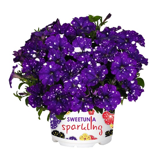 Surprise� Sparkle Blue