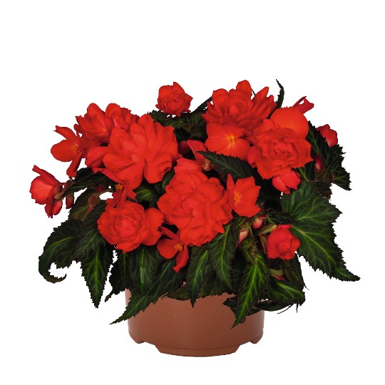 I'CONIA® Miss Miami