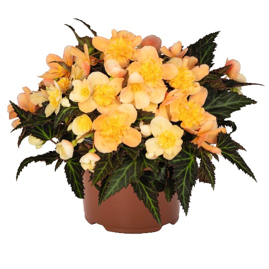 I'CONIA® Portofino Peach