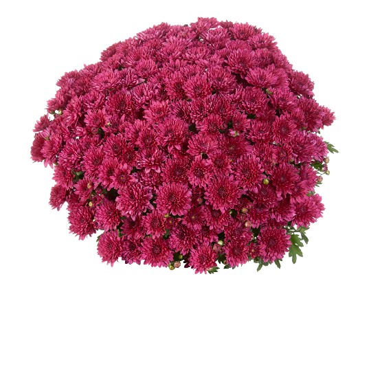 Elated Purple