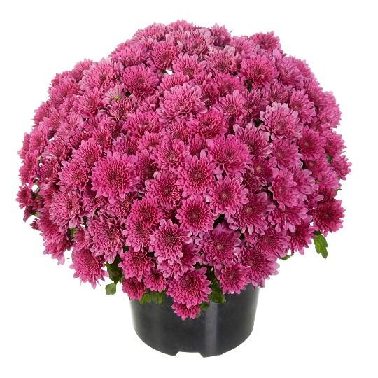 Buzz Lavender