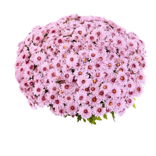 Podium Pink Bicolor