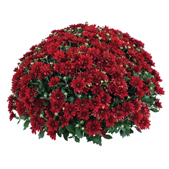 Fiesta Red