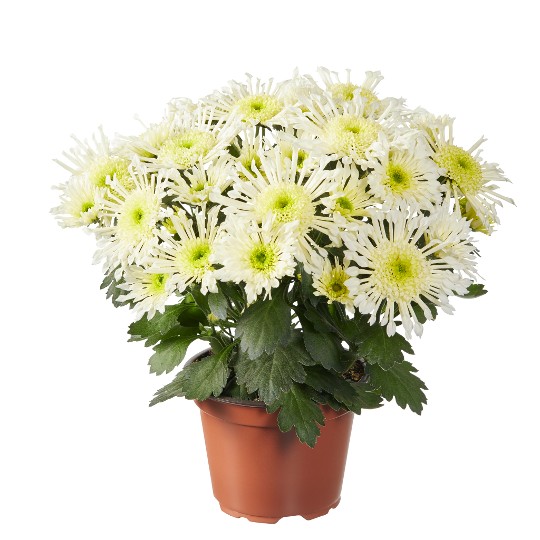 Splash Intense White