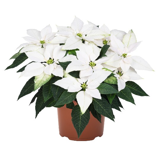 J'Adore White Pearl