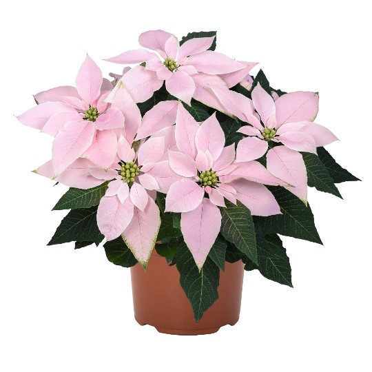 J'Adore Soft Pink