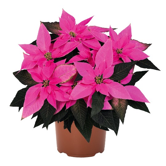 J'Adore Dark Pink