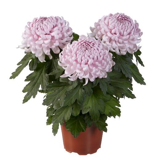 Exp. Cosmo Pink
