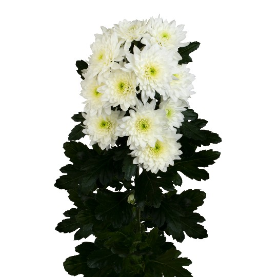 Pastela White (Cava)