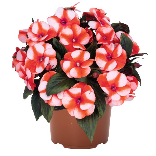 Petticoat® Orange Star