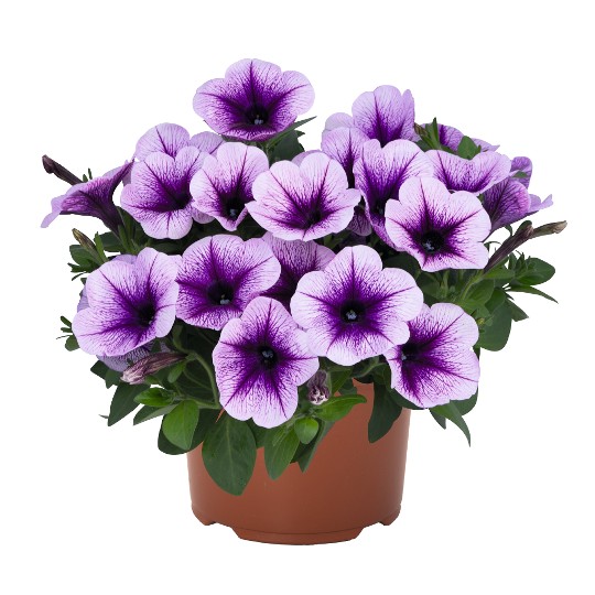 DuraBloom® Blue Vein