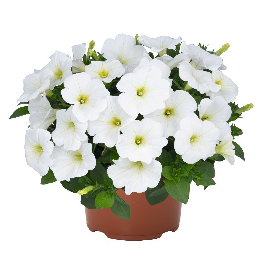 DuraBloom® White 2024 (Intrinsa)
