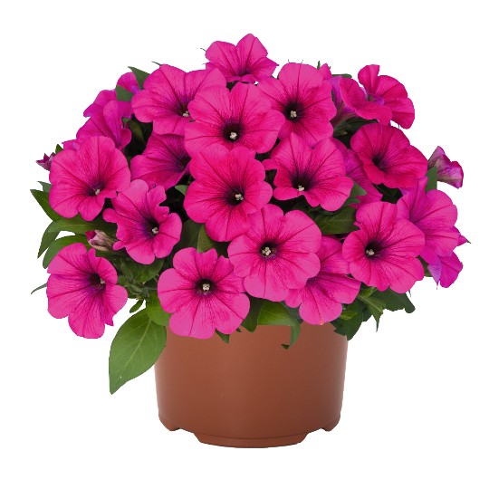 Potunia® Neon