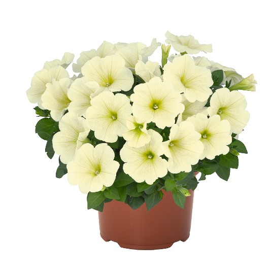 Sweetunia® Popcorn