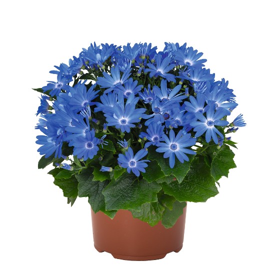 Mandala® Blue Charme