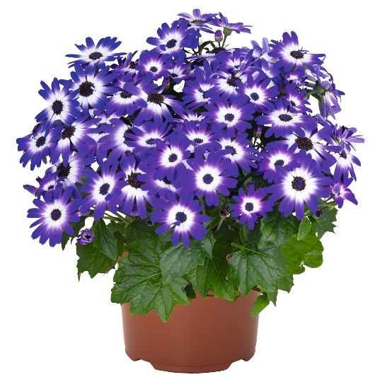Mandala® Blue Bicolor