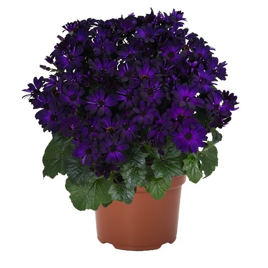 Mandala® Purple