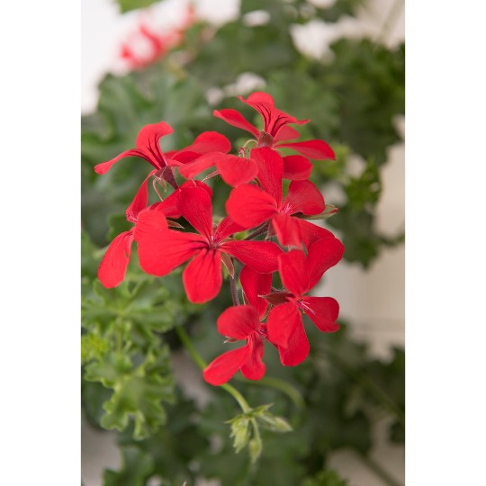 Grand Idols® Red