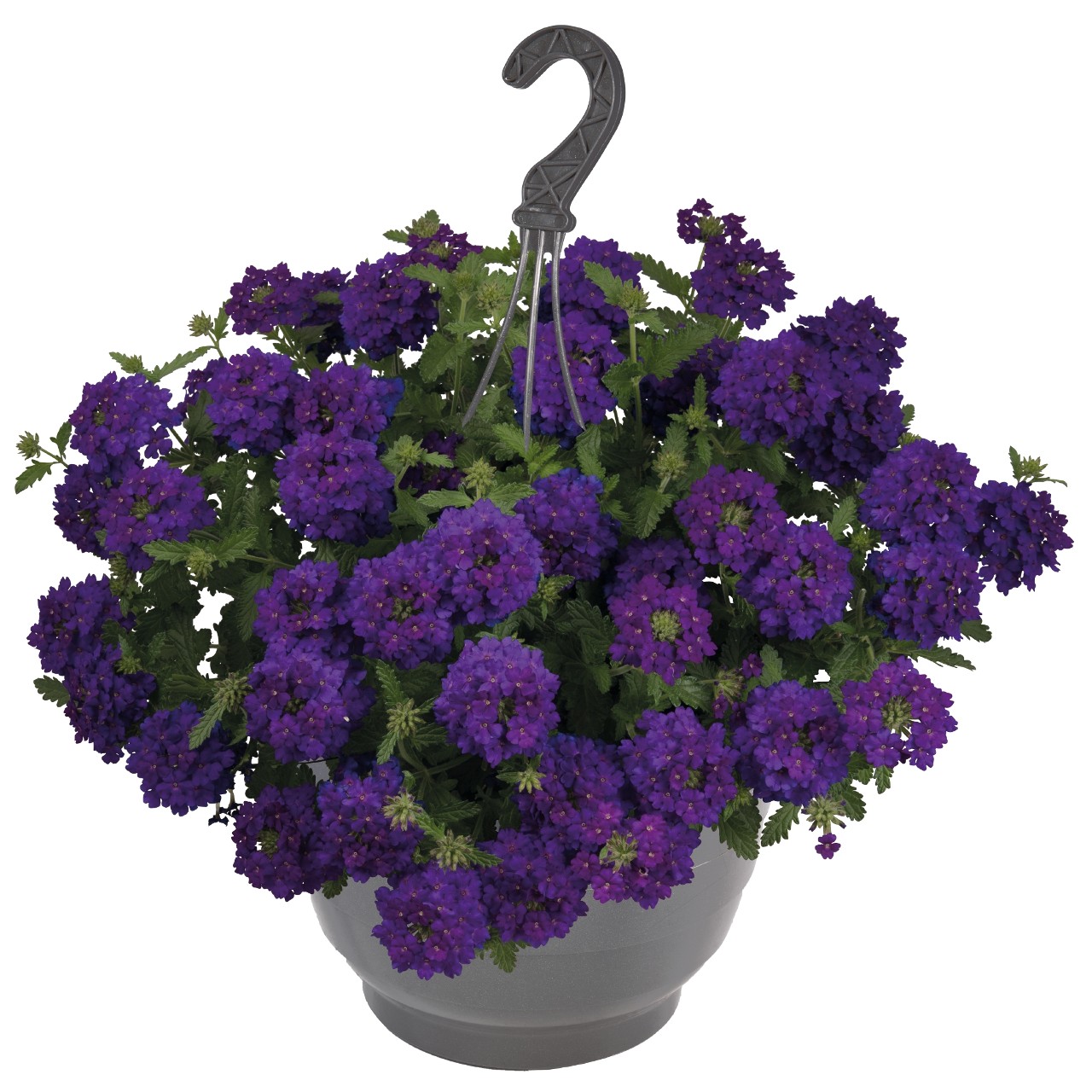 Empress® Sun Violet 2025 - Products - Dümmen Orange