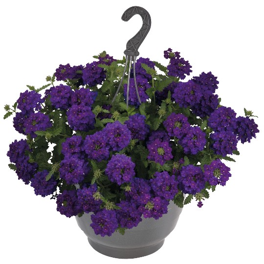 Empress® Sun Violet