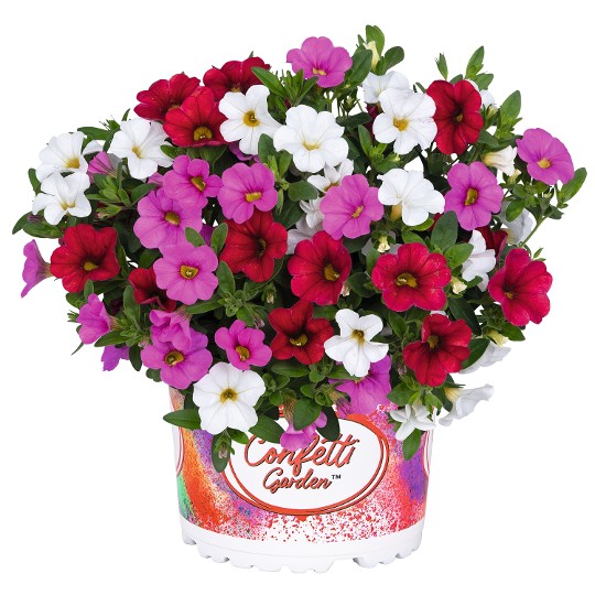 Confetti Garden® Hawaiian Lolo