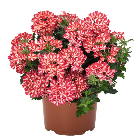 Empress® Flair Red Star
